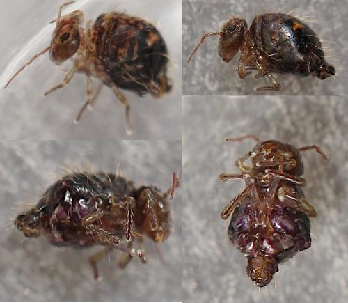Allacma fusca